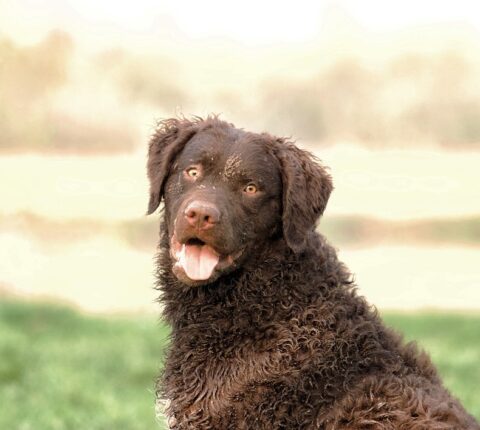 Curly-Coated Retriever