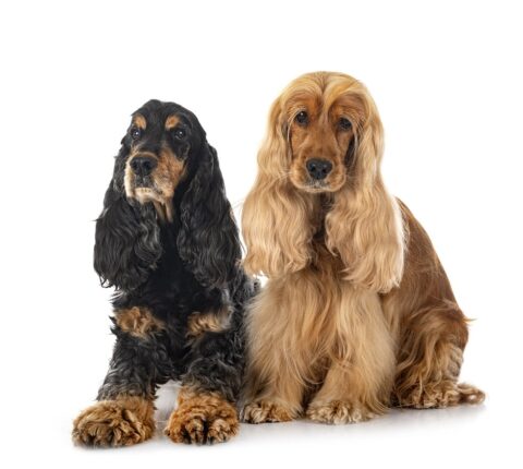 Englischer Cocker Spaniel