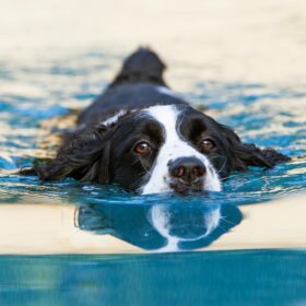 English Springer Spaniel