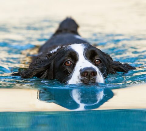 English Springer Spaniel