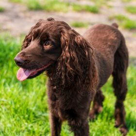 Field Spaniel