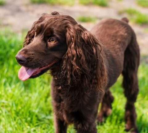 Field Spaniel