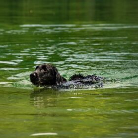 Flat-Coated Retriever