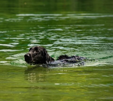 Flat-Coated Retriever