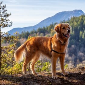 Golden Retriever