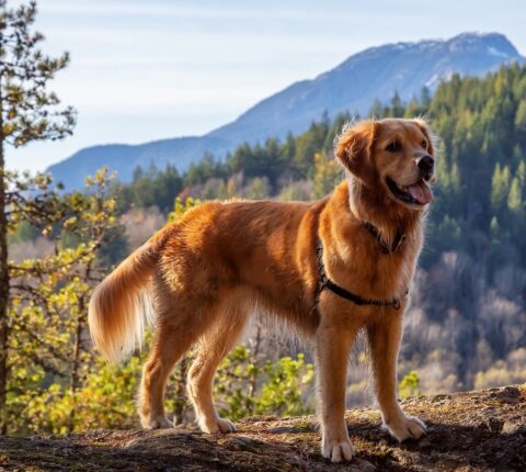 Golden Retriever