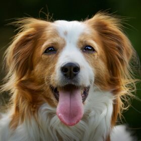 Kooikerhondje