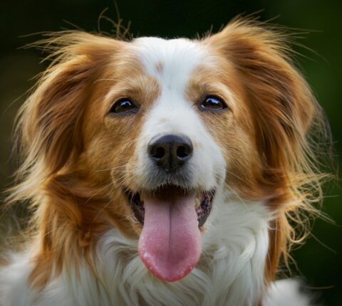 Kooikerhondje