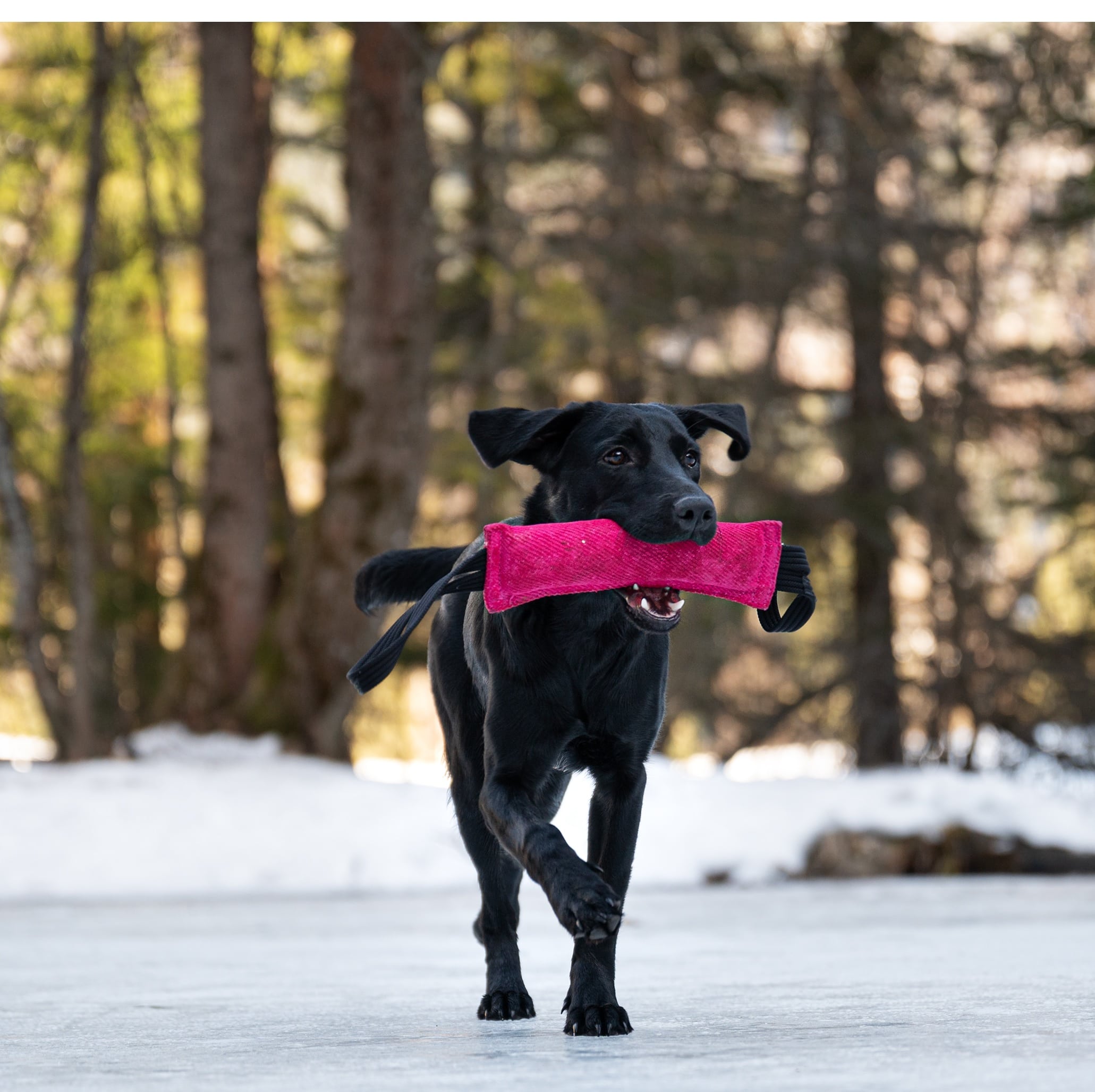 Labrador Retriever