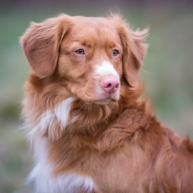 Nova Scotia Duck Tolling Retriever