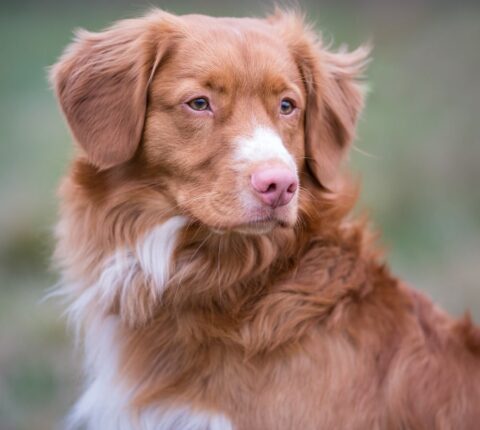 Nova Scotia Duck Tolling Retriever