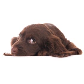 Sussex Spaniel