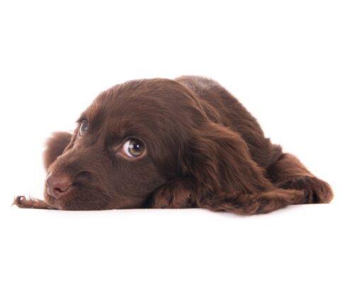 Sussex Spaniel