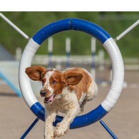 Welsh Springer Spaniel