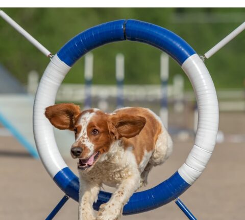 Welsh Springer Spaniel