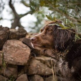 Deutsche Jagdhunde – Geschichte und Besonderheiten