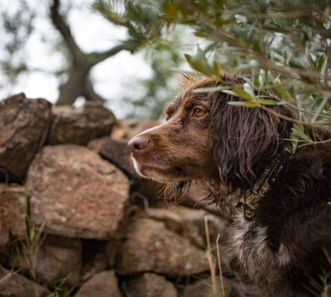 Deutsche Jagdhunde – Geschichte und Besonderheiten