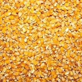 25kg Futtermais Gelb
