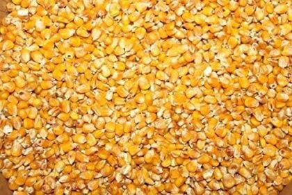 25kg Futtermais Gelb