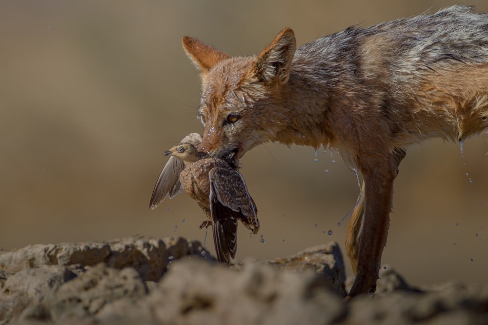Fuchsfalle kaufen und das Niederwild schützen