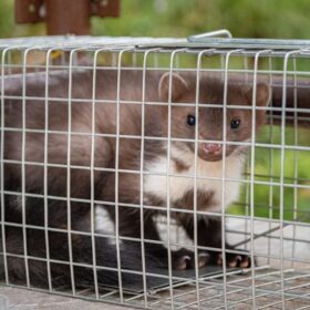 Marderfalle kaufen – Ratgeber und Vergleich