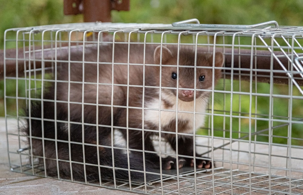 Marderfalle kaufen - Ratgeber und Vergleich