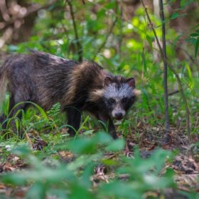 Marderhundfalle kaufen – Ratgeber und Vergleich