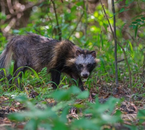 Marderhundfalle kaufen – Ratgeber und Vergleich