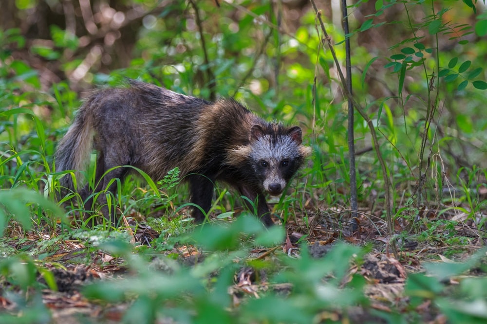 Marderhundfalle kaufen - Ratgeber und Vergleich