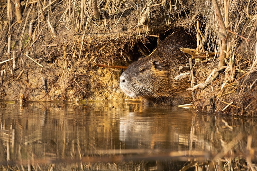 Mit einer Nutriafalle kann die Nutriapopulation nachhaltig reduziert werden