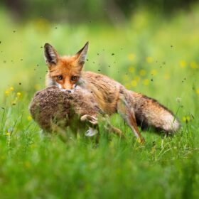 Fuchsfalle kaufen – Ratgeber und Vergleich