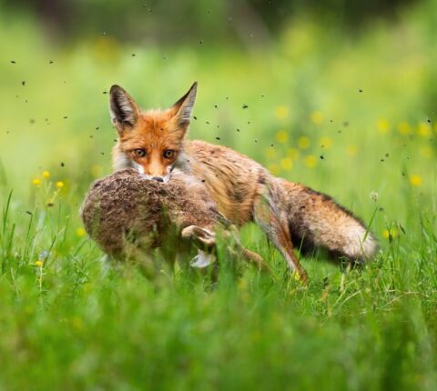 Fuchsfalle kaufen – Ratgeber und Vergleich