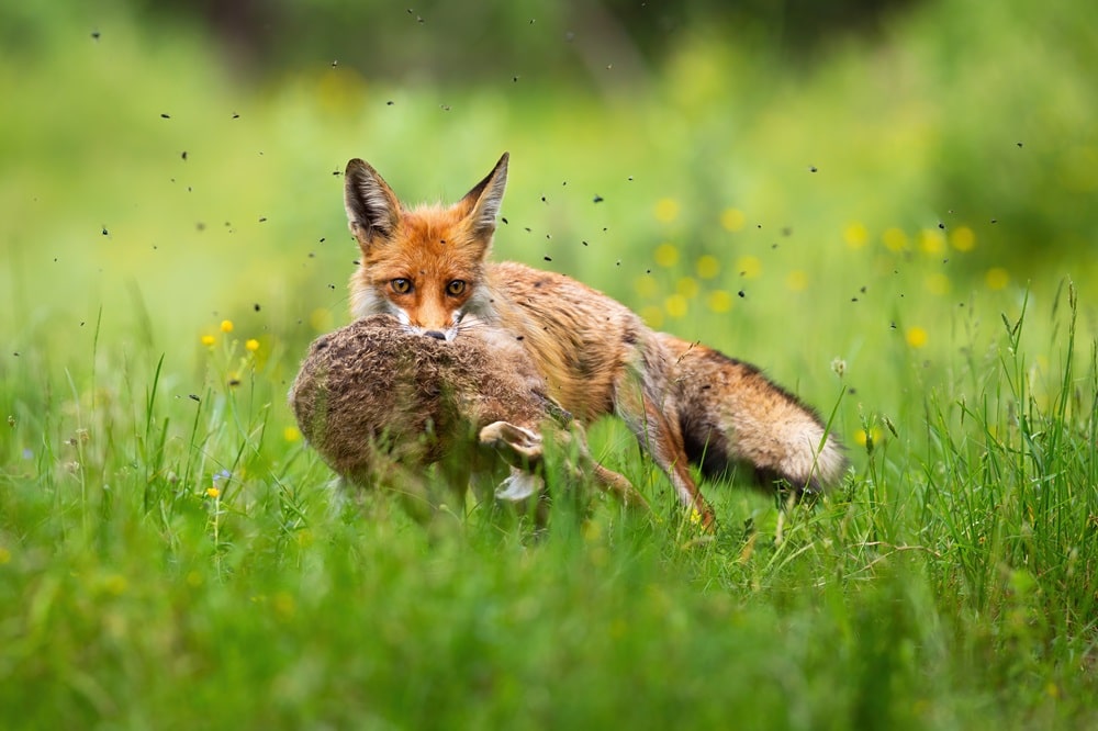 Wer das Niederwild hegen will braucht eine Fuchsfalle