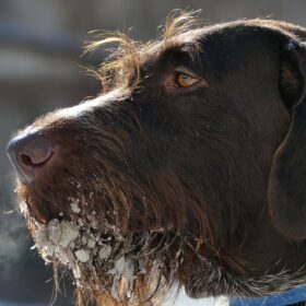 Jagdhundeversicherung – Unser umfangreicher Ratgeber 