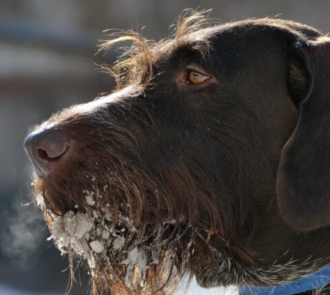 Jagdhundeversicherung – Unser umfangreicher Ratgeber 