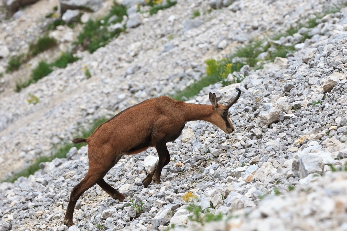 Jagdreise Österreich - vor allem wegen Gamswild interessant