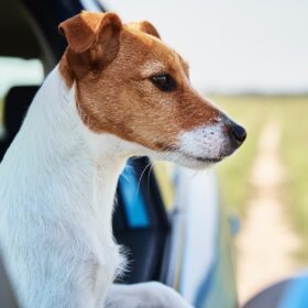 Hundetransportboxen für Jagdhunde – Tipps und Größen