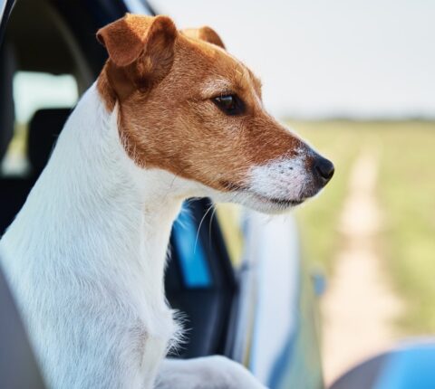 Hundetransportboxen für Jagdhunde – Tipps und Größen