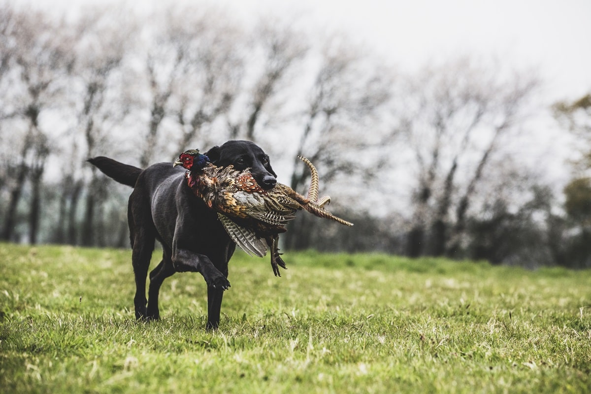 Jagdhunde Spielzeug ist eine gute Vorbereitung auf die Jagd