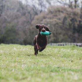 Spielzeug für Jagdhunde – Tipps und Tests vom Jäger