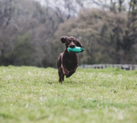 Spielzeug für Jagdhunde – Tipps und Tests vom Jäger