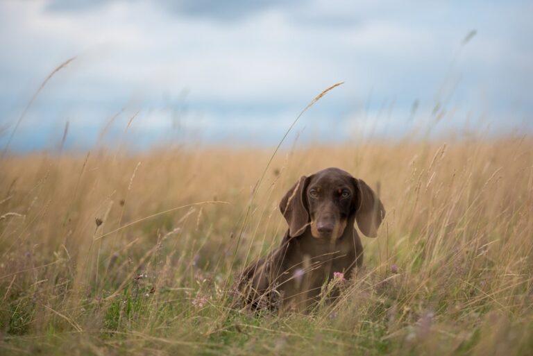 Jagdhunderassen Alle Jagdhunde Im berblick jagdhunderassen-alle-jagdhunde-im-berblick