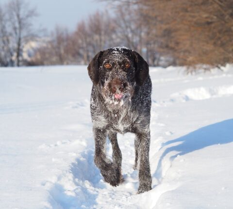 Jagdhund-Ausrüstung – Überblick und Tipps