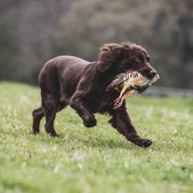Jagdhund braun – Braune Jagdhunderassen im Überblick
