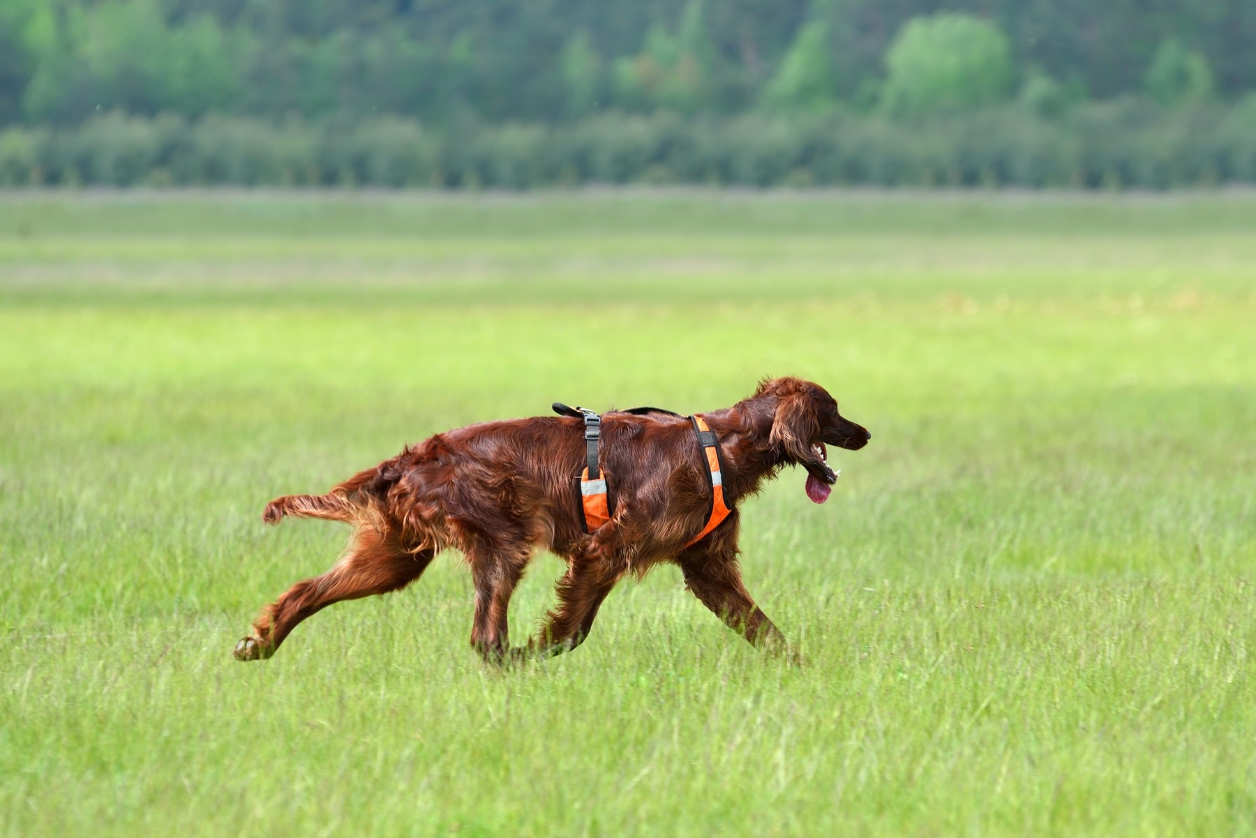 Irish Red Setter sollten auch die VJP laufen