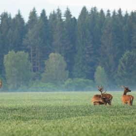 Jagdschein Kosten | Alle Kurse und Bundesländer