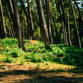 Begehungsschein – Zugang zur Jagd ohne eigenes Revier