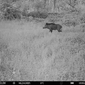 Wildkamera aufstellen – Tipps für Jäger