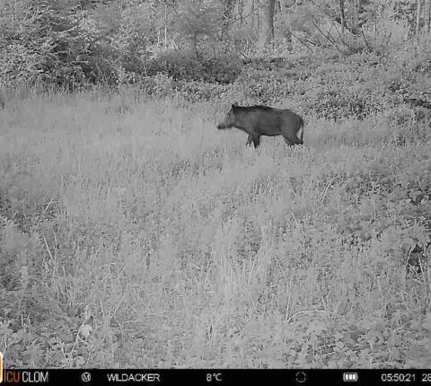 Wildkamera aufstellen – Tipps für Jäger