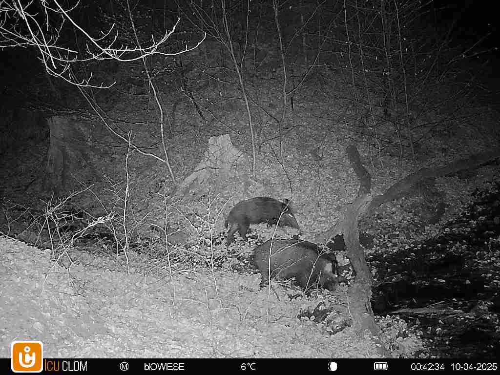 Wildkamera aufstellen an Suhlen und Wechseln